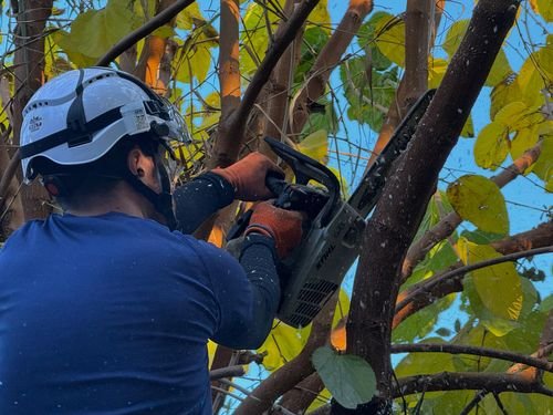 Poda en altura de las ramas de un árbol