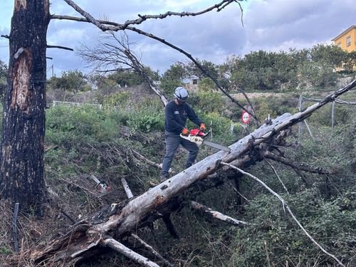 Retirada por tramos de un árbol caído