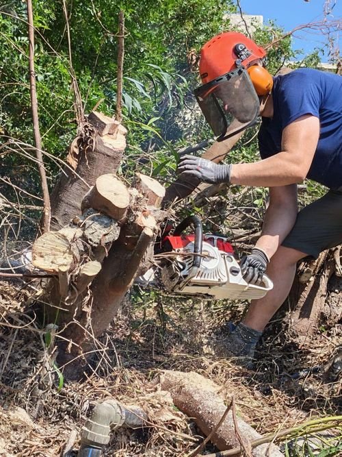 Tala controlada de un árbol con equipo de protección